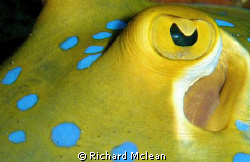 blue spotted sting ray by Richard Mclean 